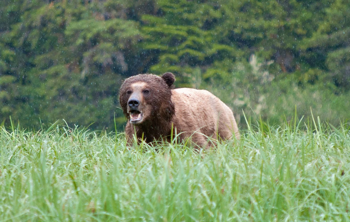 加拿大大熊雨林中的熊